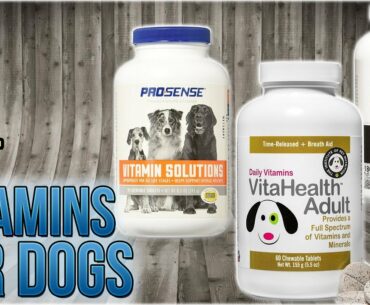 10 Best Vitamins for Dogs 2018