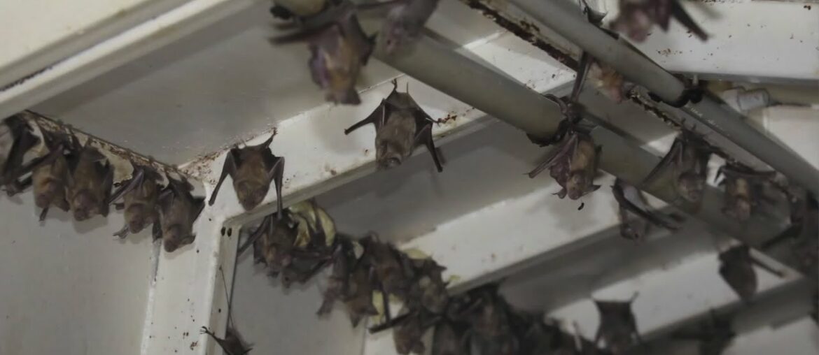 What bats can tell us about COVID-19