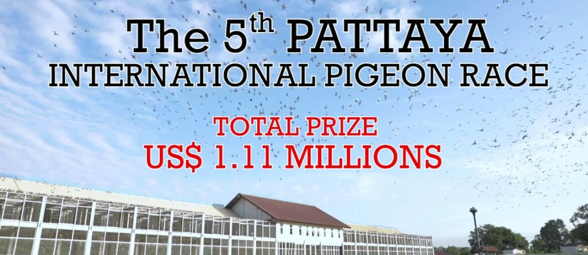 Feeds and vitamins programme for training of the young homing pigeons