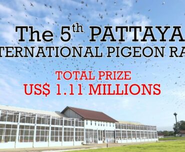 Feeds and vitamins programme for training of the young homing pigeons