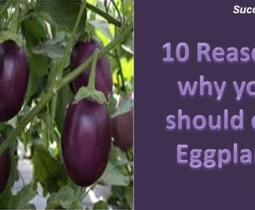 Eggplant nutrition facts | Eggplant Health Benefits