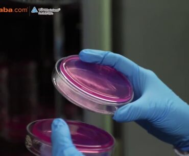 Guangdong Yichao Biological - A Leading Gummy Vitamin Manufacturer on Alibaba