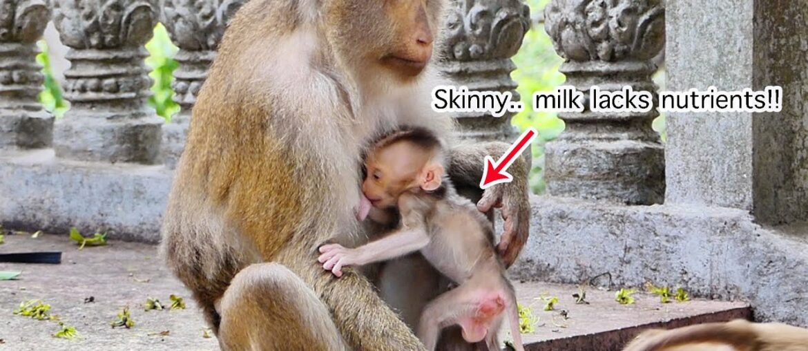 Exactly pity!! Skinny baby of Stephanie seems get milk lacks nutrients (vitamins) from mother #1765