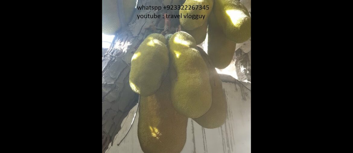 Fruit for corona virus | with immune system boosters