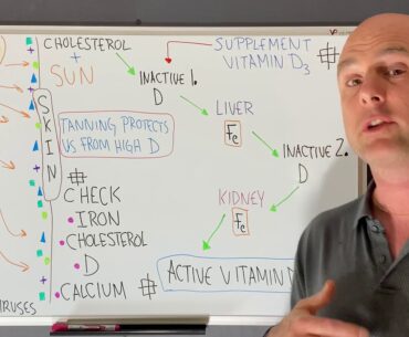 Vitamin D (sun & supplement), Iron, Cholesterol, Skin Microbiota