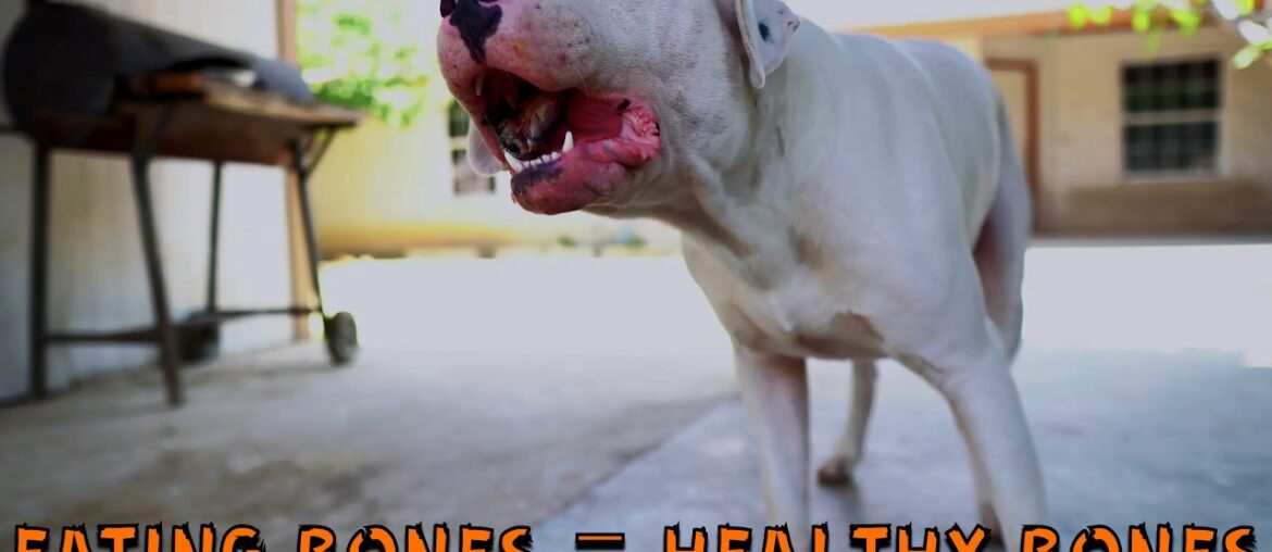 Dogo Argentino Eats RAW Food - Essential Supplements for Healthy Bones