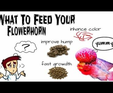 Flowerhorn Fish Diet Guide