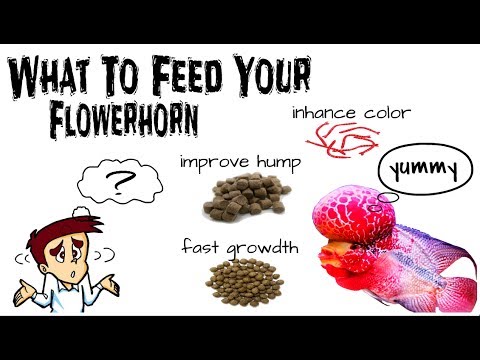 Flowerhorn Fish Diet Guide