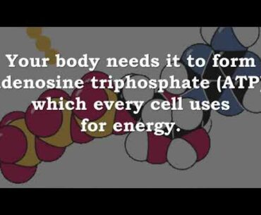 Vitamin B1 Thiamin ATP Energy  Cell Growth  Stress  Immunity  Enzyme Cofactors  Fat Metabolism