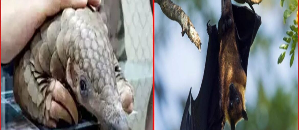 How coronavirus jumped from animals to humans decoded: Study