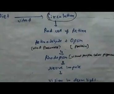 Function of vitamin A