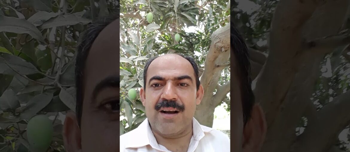 Mangoes a natural immunity against Covid19