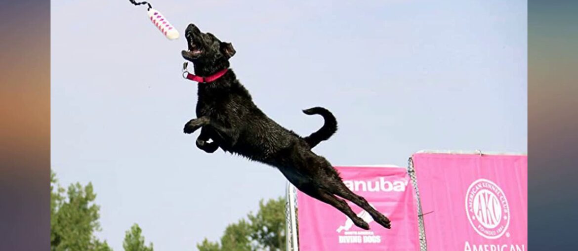 Thomas Lab Advanced Daily Vitamin, 180 ct (110-0003-T05) review