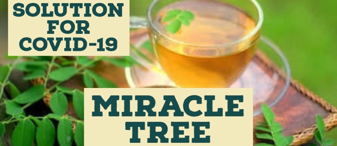 Moringa / Malunggay Leaves Are Incredibly Powerful as a Nutritional Supplement