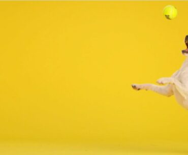 ProDog Boost Natural Nutritional Excellence - 100% Organic & Natural Supplement For Dogs