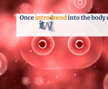 immune system diet - Immune Defence Review