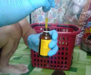 3weeks belgian malinois puppy taking vitamins