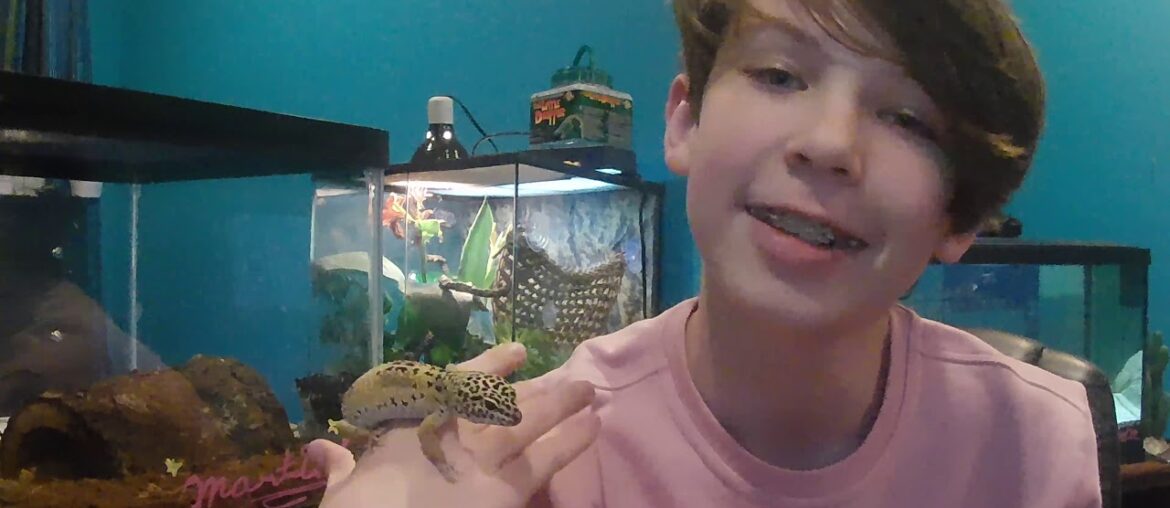 Leopard Gecko Care Guide | Amateur Explains