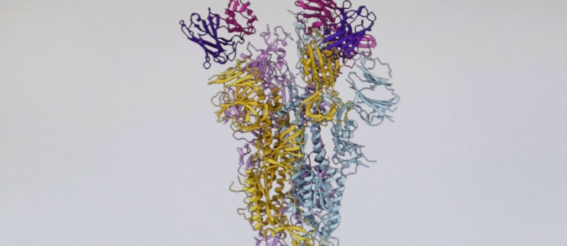 SARS neutralizing antibody suggests COVID-19 therapy