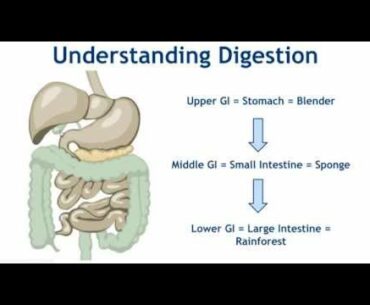 How to Restore Digestive Wellness: Why Poor Digestive Health Happens