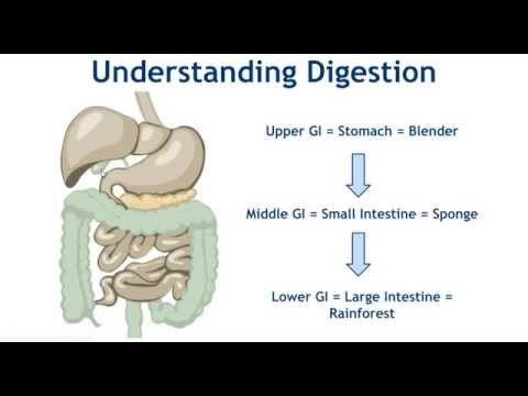 How to Restore Digestive Wellness: Why Poor Digestive Health Happens