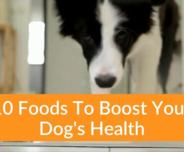 10 Foods To Fight Disease In Dogs  | Boost Your Dog's Immune System