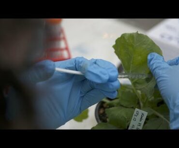 Powerful properties: how tobacco is being used to fight COVID-19