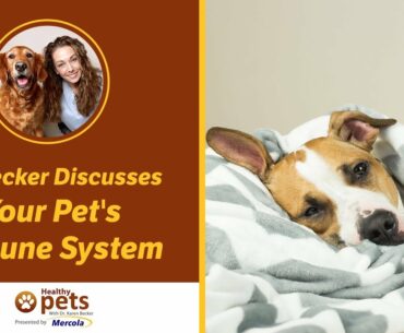 Dr. Becker Discusses Your Pet's Immune System