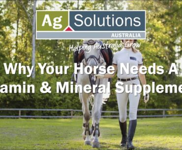 Why You Should Give Your Horse A Good Quality Vitamin & Mineral Supplement