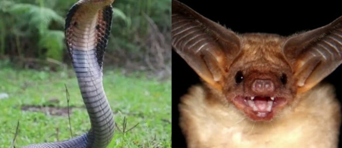 What Is Coronavirus (COVID-19)? (Urdu)