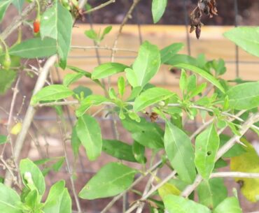 GOJIE BERRIES FULL OF VITAMIN C AND A LOTS OF BENEFITS //Mhaya Scott//