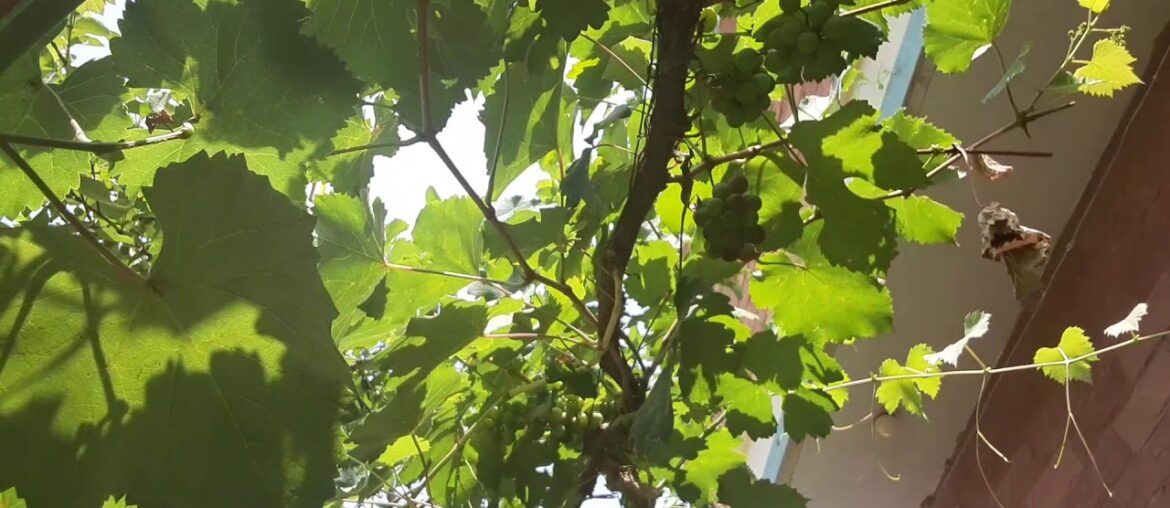 Grapefruit  is good Immune system (vitamins  A E C )