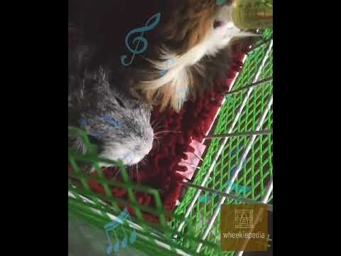 Ascorbic Acid (Vitamin C)