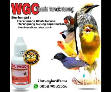 WA 085.879.835.356, WGO Vitamin Breeding Kenari, WGO Vitamin Untuk Kenari, WGO Vitamin Buat Kenari