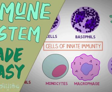 IMMUNE SYSTEM MADE EASY- IMMUNOLOGY INNATE AND ADAPTIVE IMMUNITY SIMPLE ANIMATION
