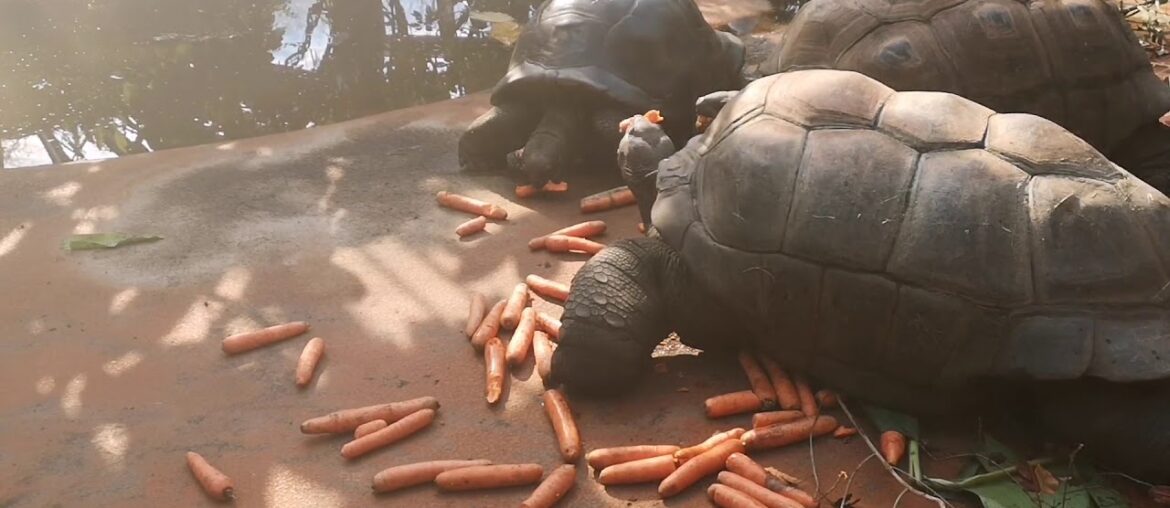 Hilft vitamin D gegen das Corona - Virus?