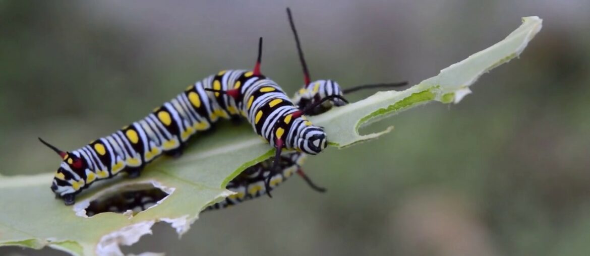 Relaxing Music with Beautiful Nature  #3