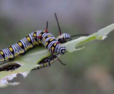 Relaxing Music with Beautiful Nature  #3