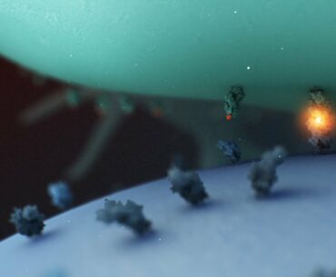 Decoding the COVID-19 Immune Response