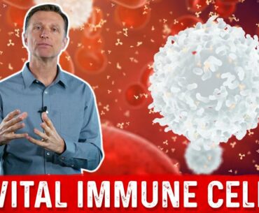 The Most Important White Blood Cell (WBC)