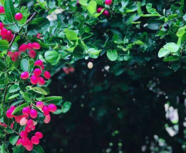 Caronda/Karonda/Sweet Cherry Fruit Plant| Thorny Fence Plant| Decoratimg Cherries|Vitamin C|Iron