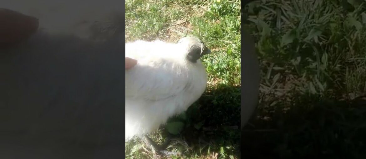 Lady Silkie-Day 3 of Vitamin Supplements