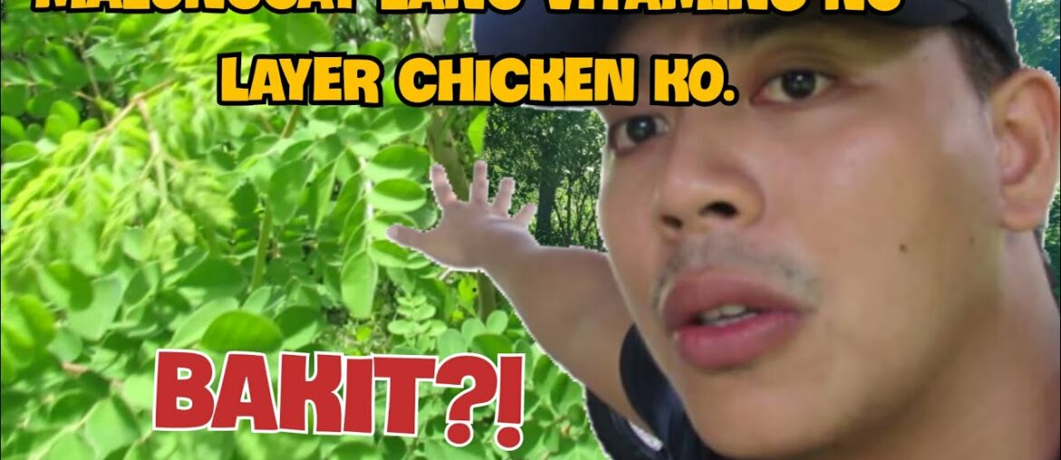 MORINGA |POULTRY | MALUNGGAY VITAMINS SUPPLEMENT FOR MY CHICKEN