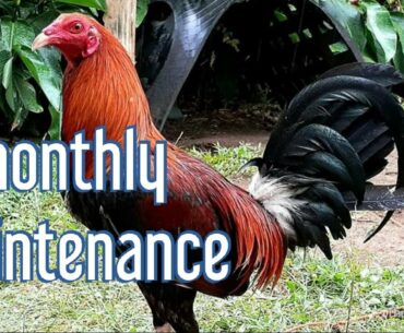 maintenance tips/vitamins supplements and medicine for gamefowl