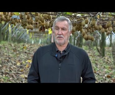 Te Puke kiwifruit grower sees spike in demand as people search for high Vitamin C fruits in pandemic