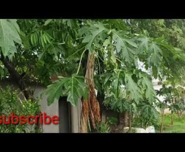 How to grow papaya plant from waste seed#immunity booster plant papita
