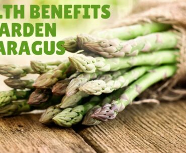 Health Benefits and Nutrition Facts Of Garden Asparagus - Vitamins, Iron, Calcium,  Magnesium.