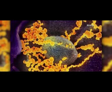 Blood type and the coronavirus