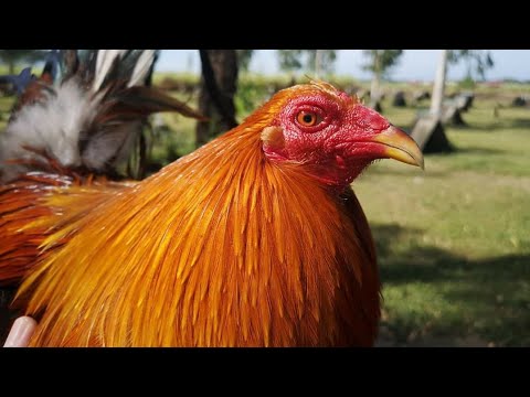 5 TIPS TO MAXIMIZE VITAMINS FOR ROOSTERS