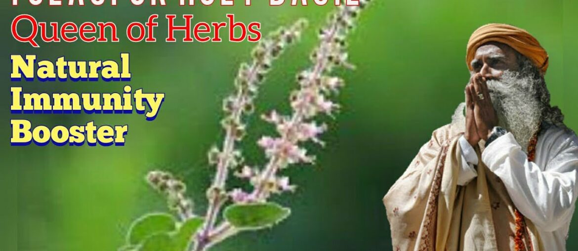 Tulasi|Holy Basil|Immunity Booster|Reduces Fever,Cold&Cough|Just Jaivik|Organic India